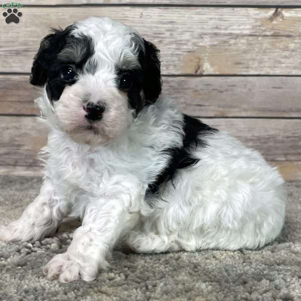 Buzz, Miniature Poodle Puppy